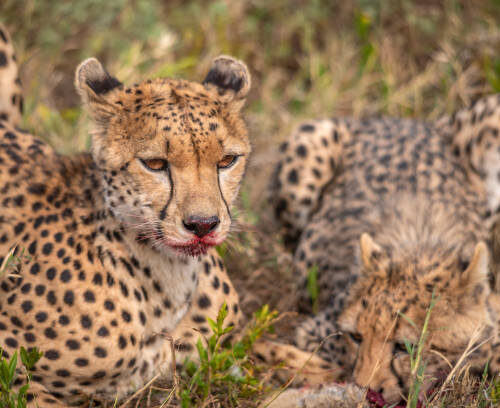6 Days Wildlife Safari