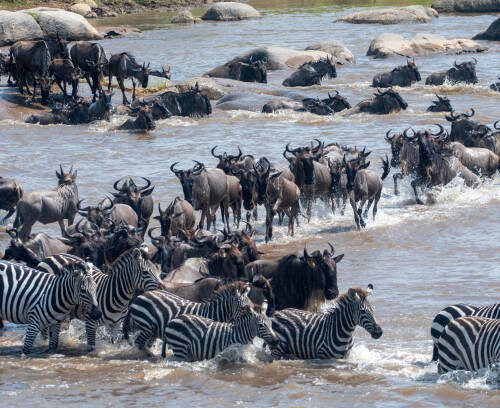 5 Days Migration Safari