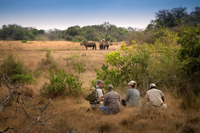 Walking Safari